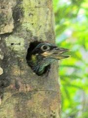 Psilopogon rafflesii