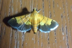 Syngamia latimarginalis