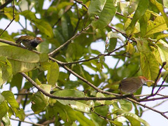 Orthotomus atrogularis