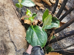 Ageratina viburnoides