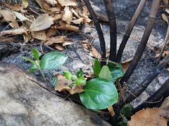 Ageratina viburnoides