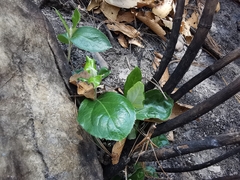 Ageratina viburnoides