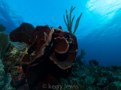 Cribrochalina vasculum