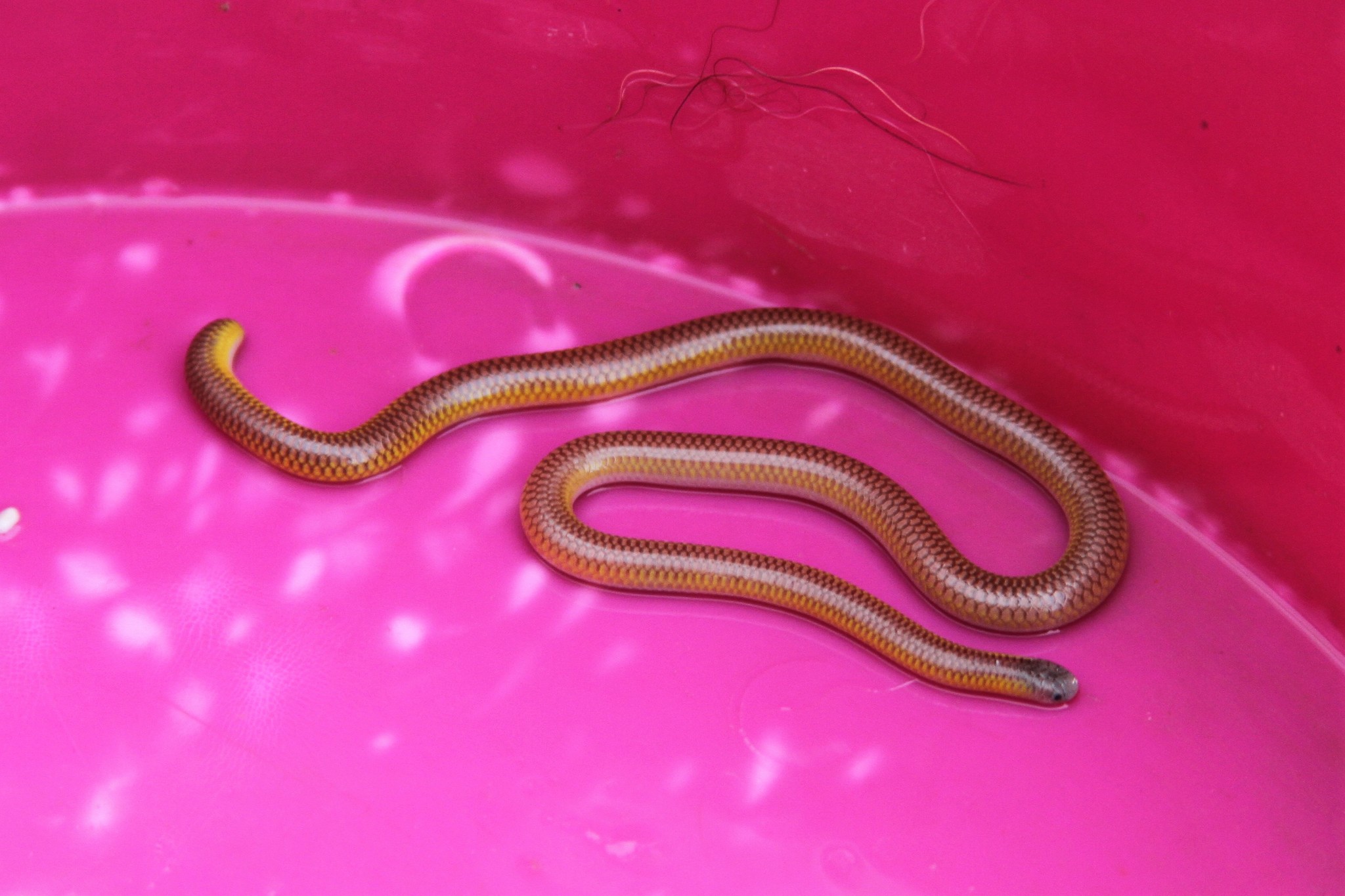 Rose Blind Snake photo 2