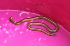 Rose Blind Snake photo 1
