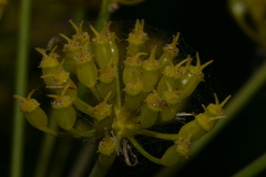 Thapsia meoides image