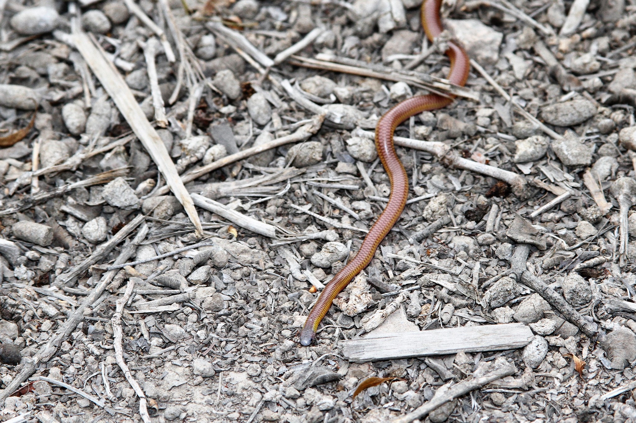 Rose Blind Snake photo 3