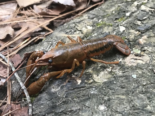 Southwestern Creek Crayfish