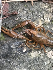 Procambarus dupratzii