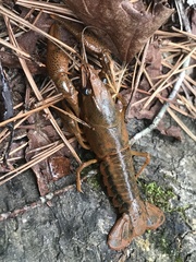 Procambarus dupratzii