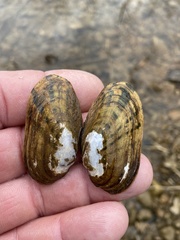 Cambarunio taeniatus