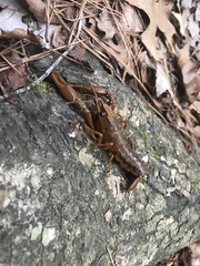 Procambarus dupratzii