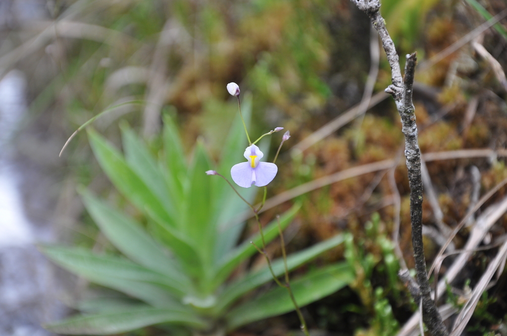 Utricularia panamensis Steyerm. ex P.Taylor 2