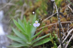 Utricularia panamensis