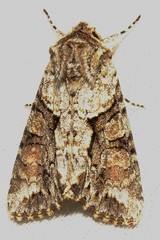 Achatia distincta