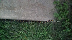 Micrurus tener tener