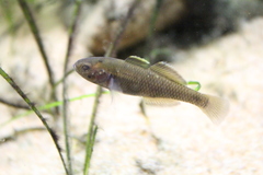 Hypseleotris