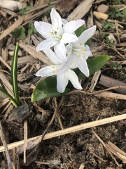 Scilla mischtschenkoana