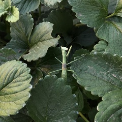 Coptopteryx gayi