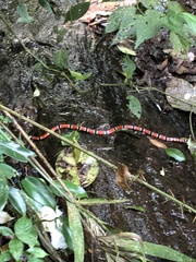 Micrurus corallinus