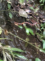 Micrurus corallinus