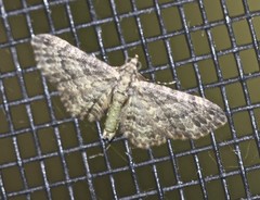 Chloroclystis mniochroa