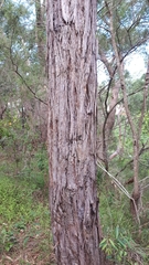 Eucalyptus tricarpa