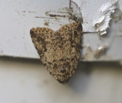 Tolpia conscitulana
