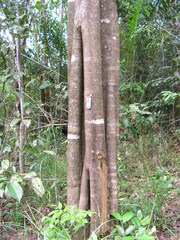 Aspidosperma discolor