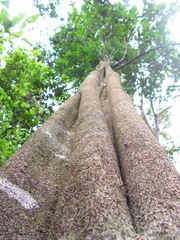 Aspidosperma discolor