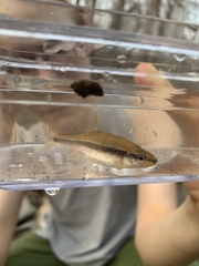 Notropis lutipinnis