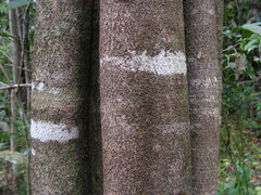 Aspidosperma discolor