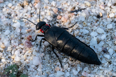 Physomeloe corallifer