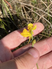 Utricularia cornuta image