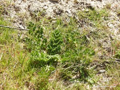 Pimpinella villosa