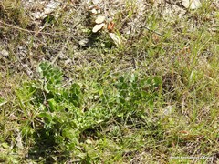 Pimpinella villosa