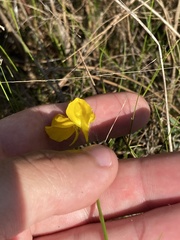 Utricularia cornuta image