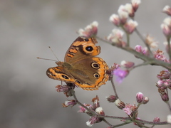 Junonia evarete