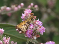 Hylephila phyleus phyleus