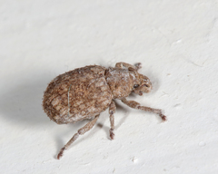 Romualdius scaber