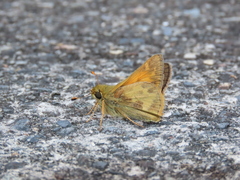 Hylephila phyleus phyleus