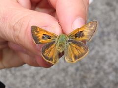 Hylephila phyleus phyleus