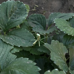 Coptopteryx gayi