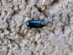 Aulacobaris