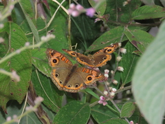 Junonia evarete