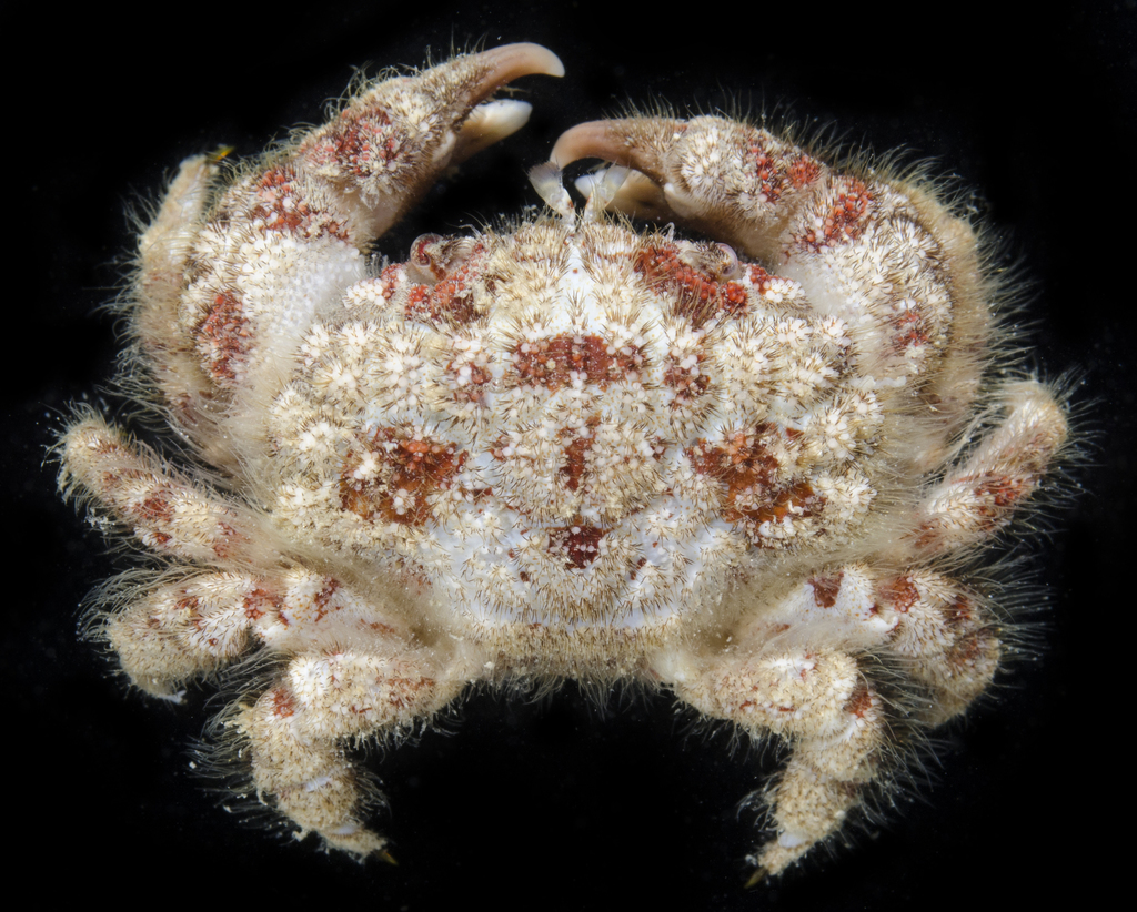 Gaillardiellus superciliaris