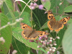 Junonia evarete