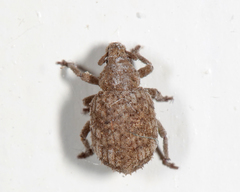 Romualdius scaber