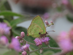 Cyanophrys pseudolongula