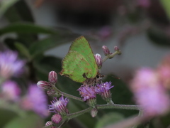 Cyanophrys pseudolongula